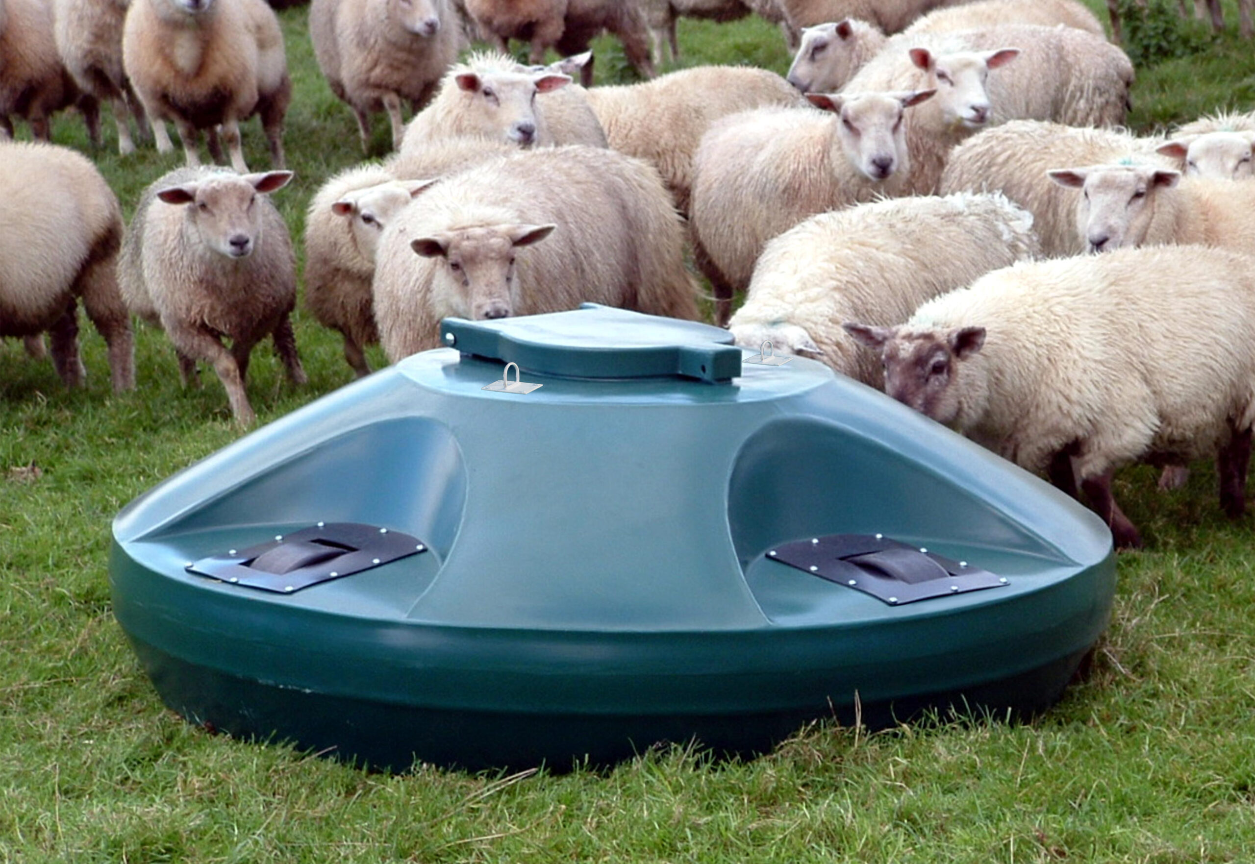 Essential Nutrition Solutions for Ewes: Benefits of Molasses Feeding With the Sturdy Molasses Feeder