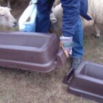 Sturdy Sheep Feeding Trough