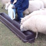 Sturdy Sheep Feeding Trough
