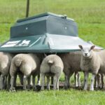 Sheep feeding at a Sturdy Grande Creep Feeder
