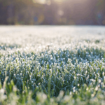 A neatly cut lawn in frost